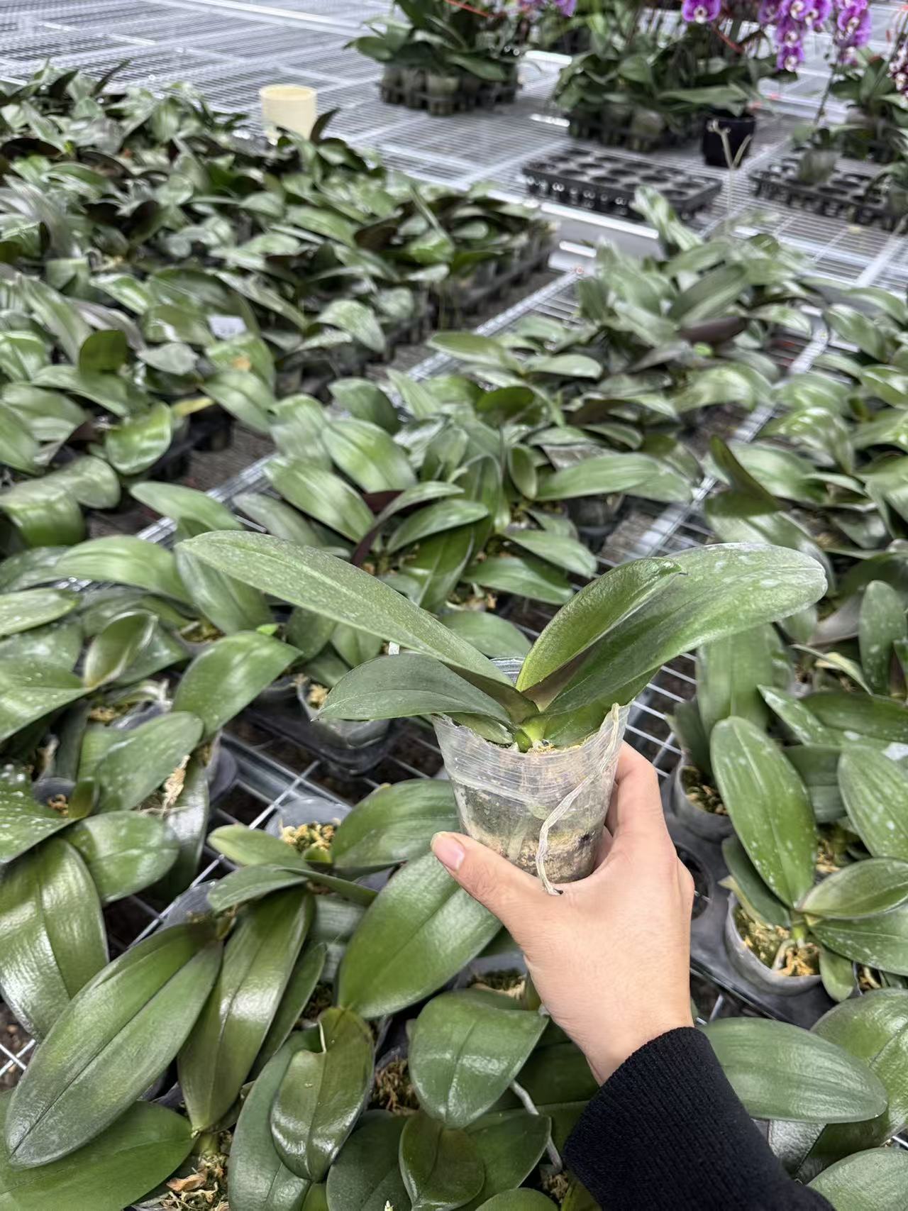 花之恋【哈根达斯苗子】蝴蝶兰鲜花