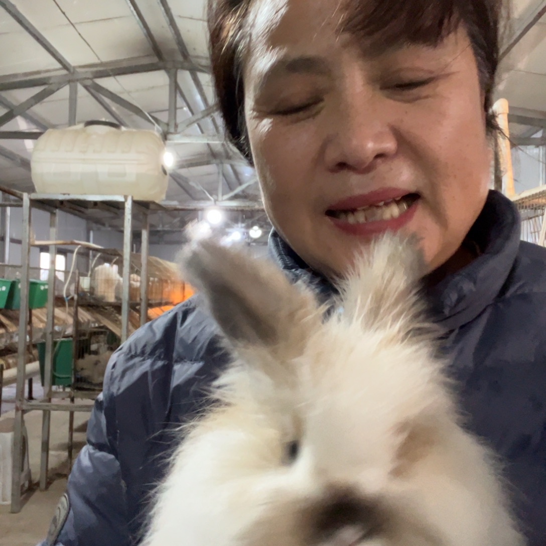 宠物兔英系安哥拉兔