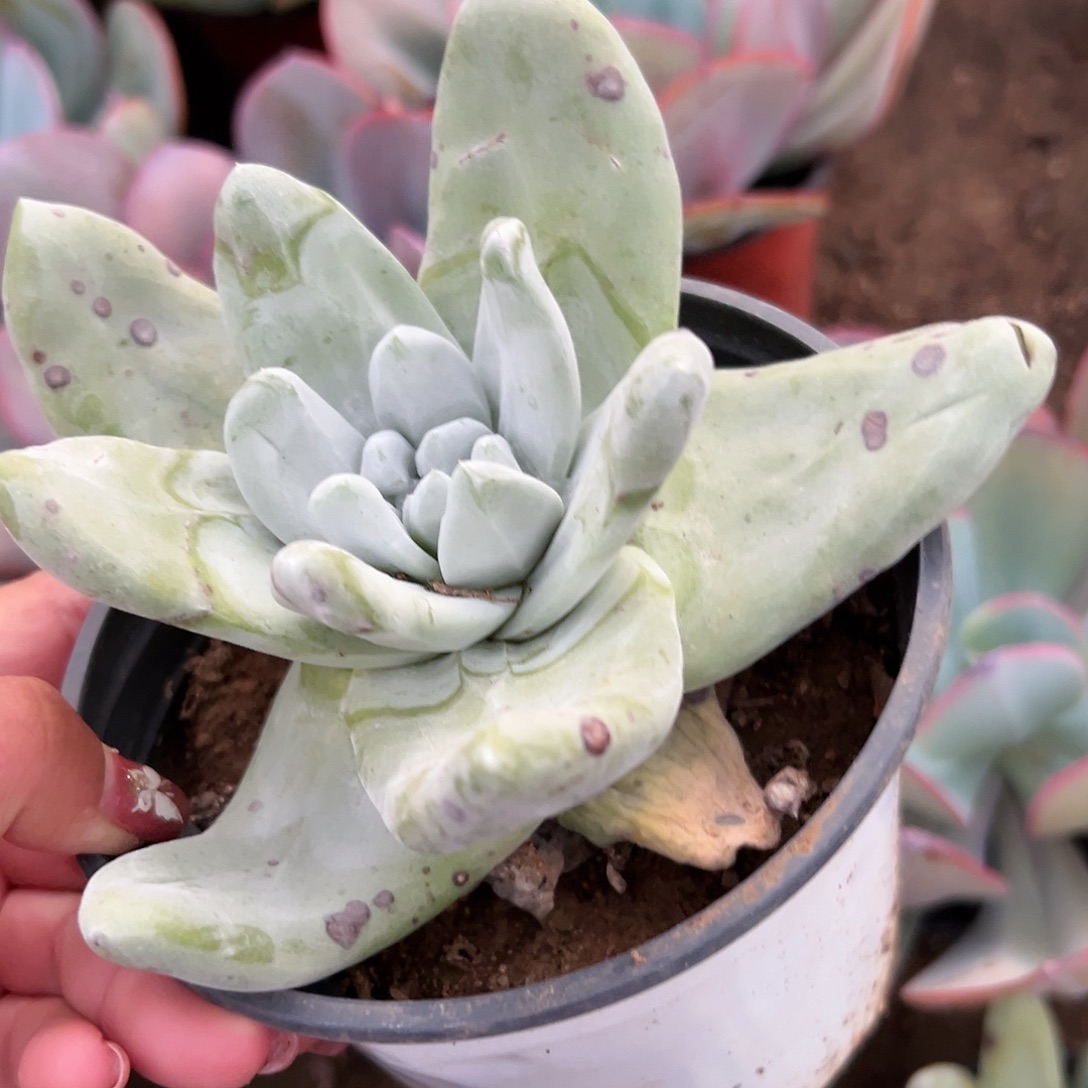 多肉植物拇指仙女杯