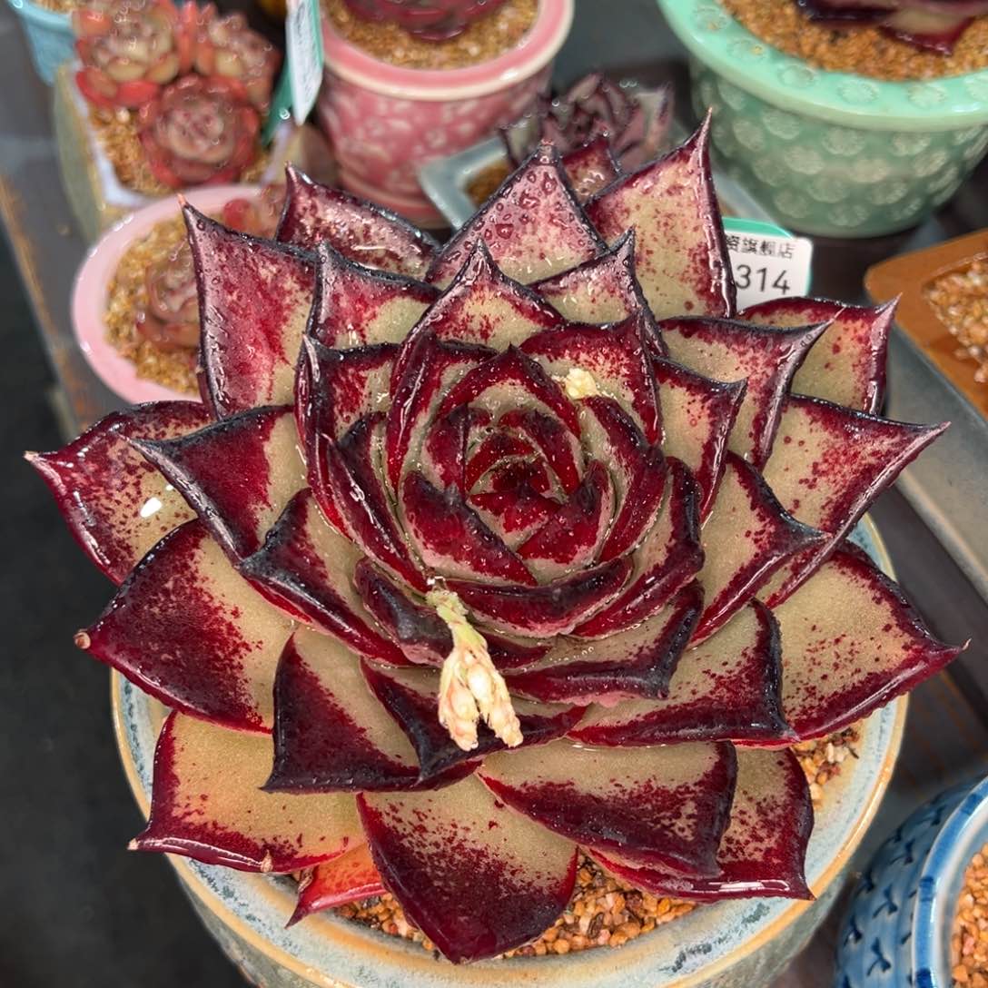 从前慢多肉精选编号0210.314