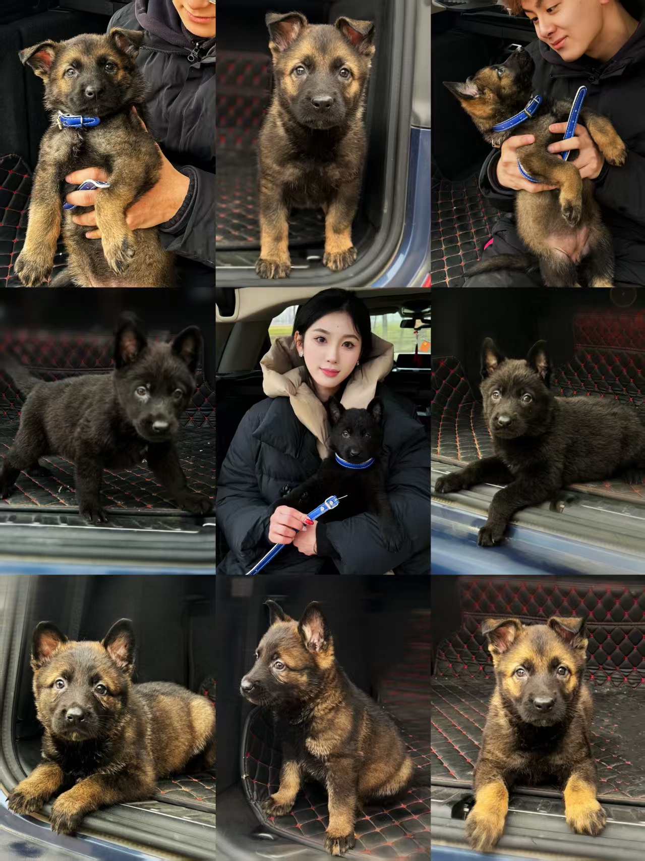 东德牧羊犬照片相册
