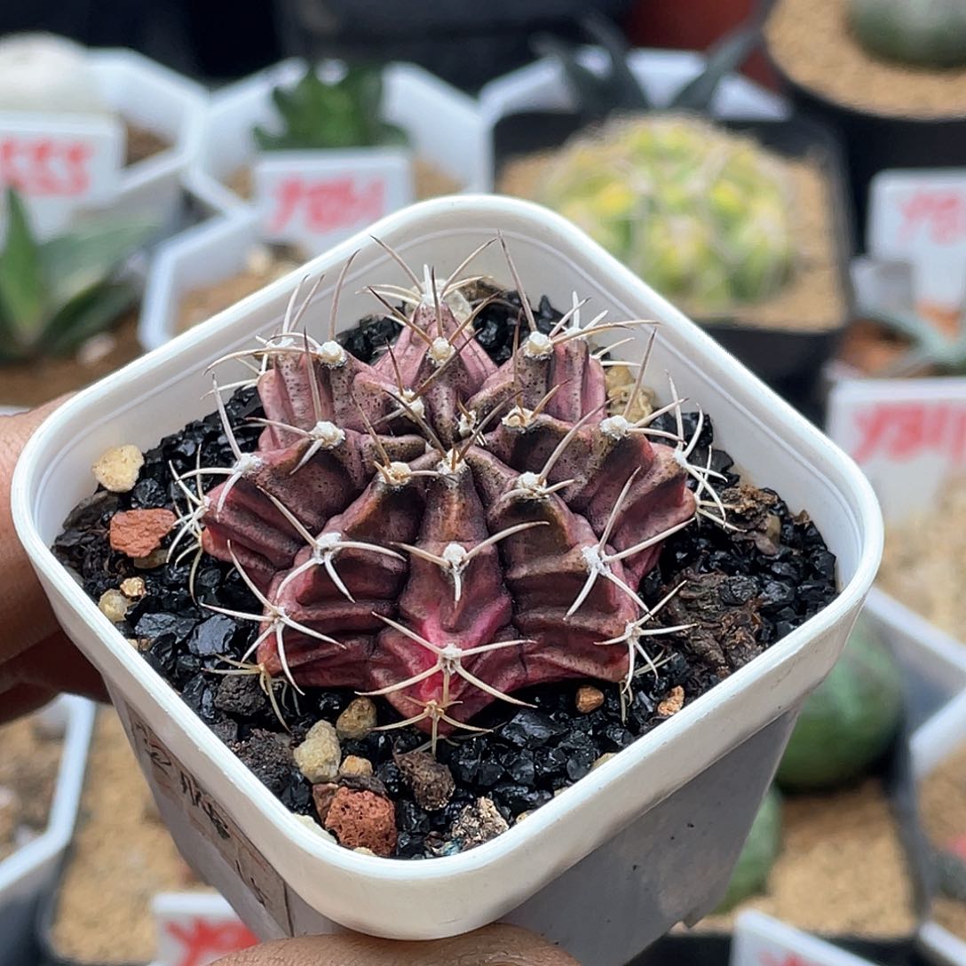 实生紫皮牡丹锦仙人球