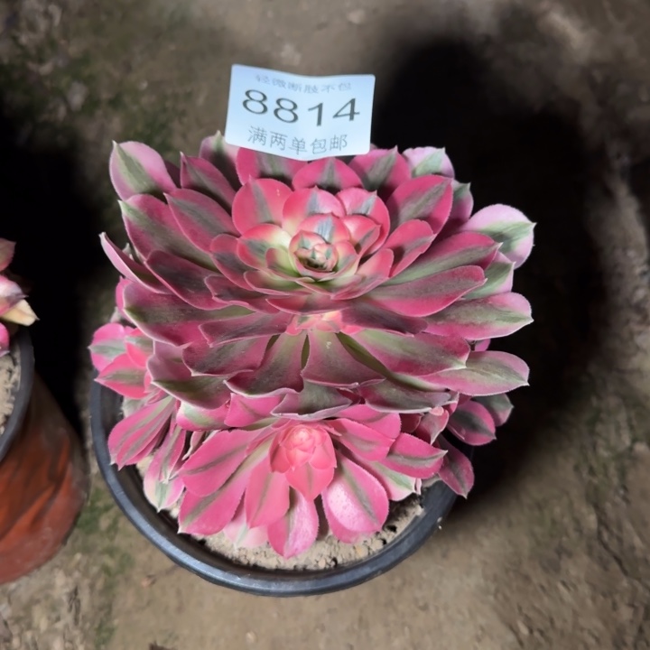 8814女巫多肉植物