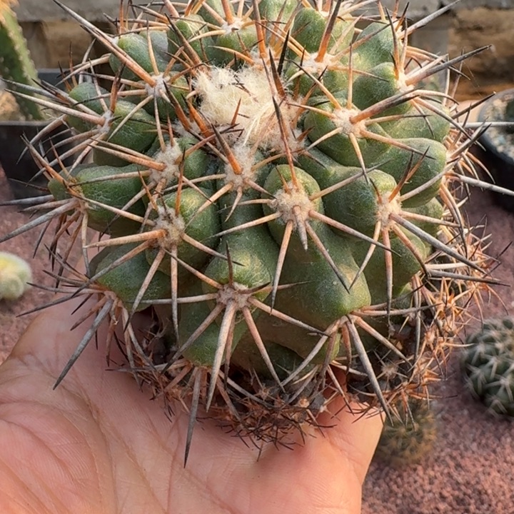 大尤黑王群无根666666