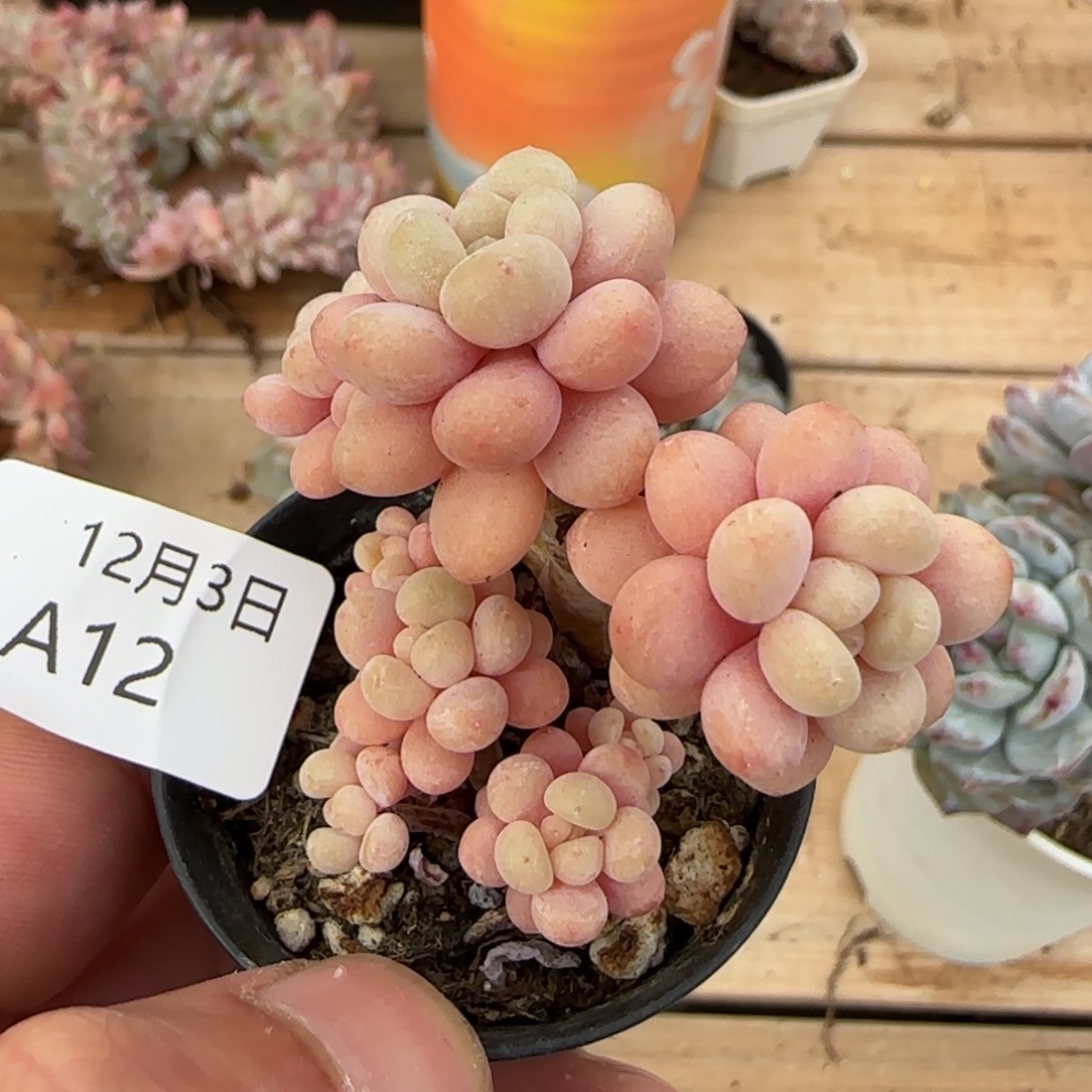 鱼子酱老桩一颗脱土