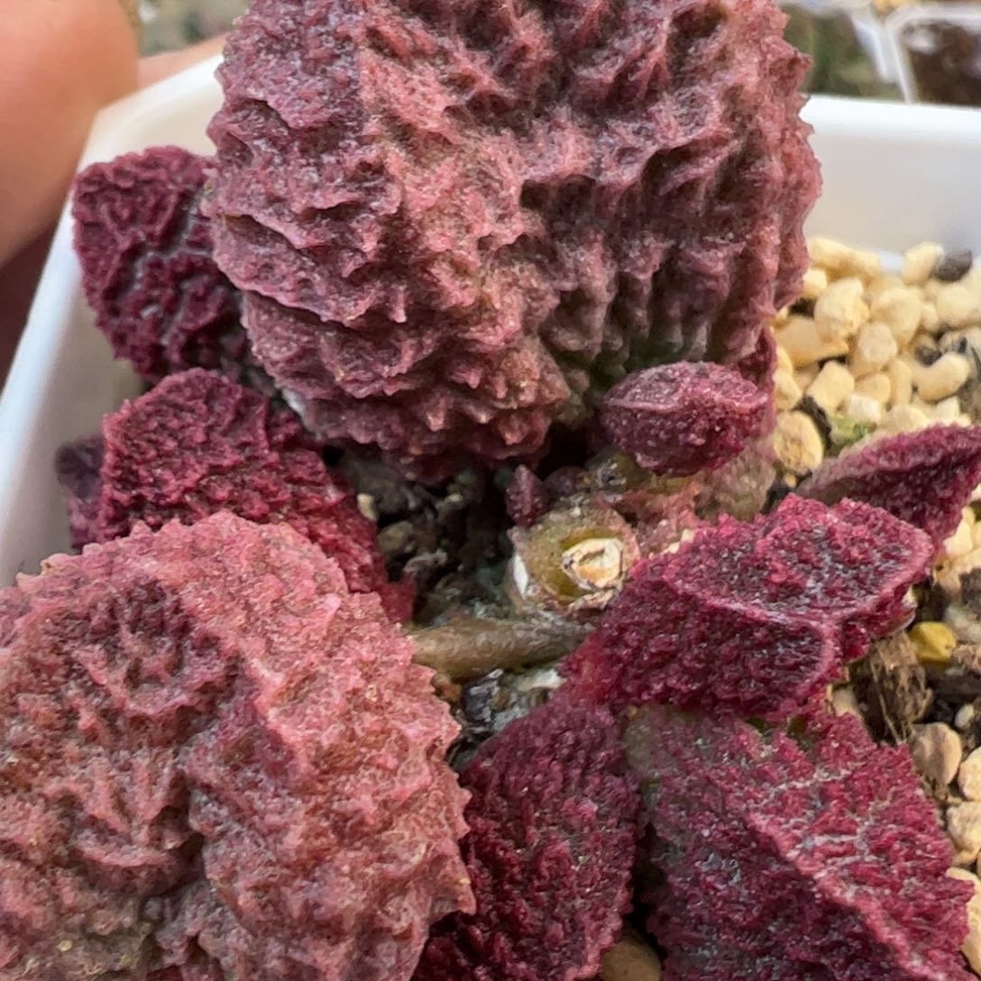 024-7791叶片叶片叶片