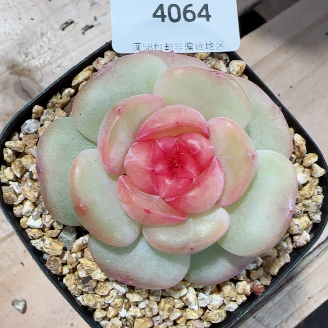 沉香珍妮，4064多肉植物