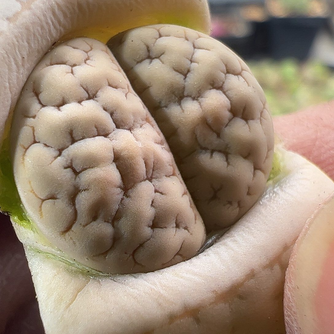 一物一拍。     111