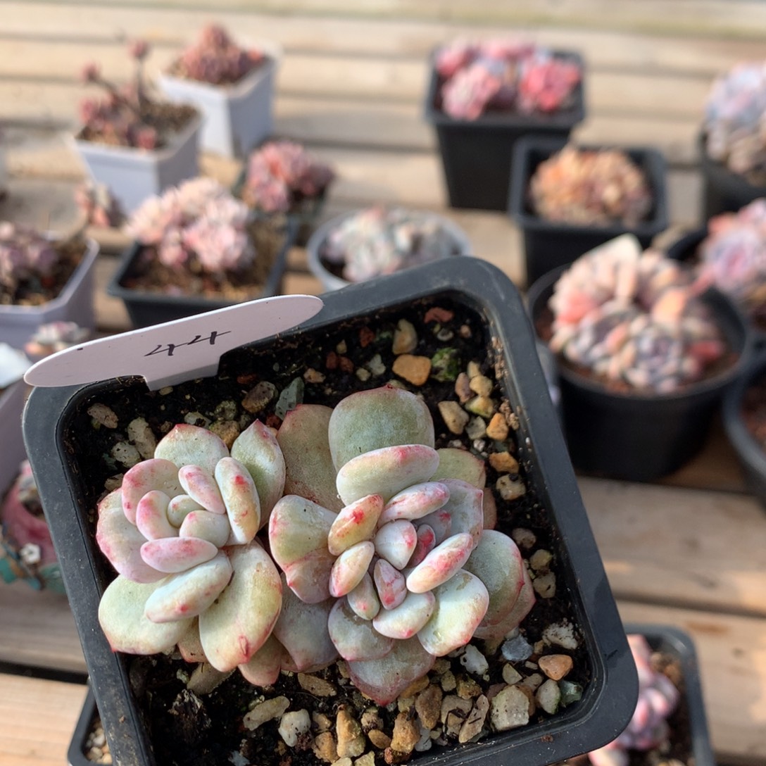 8.2厘米绿底红锦星影石化 44