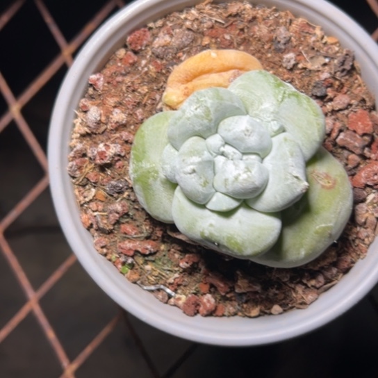 甜****y谢谢姐姐～一物一拍3549多肉