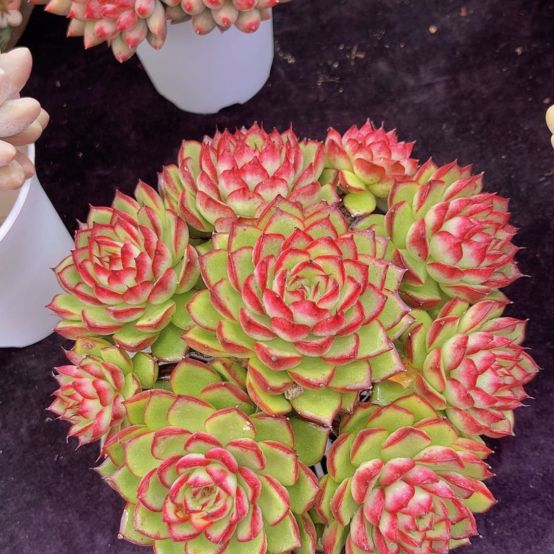 萤火虫多肉植物多肉