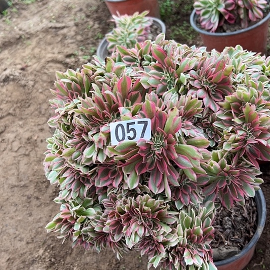 长***》多肉植物一个女巫057