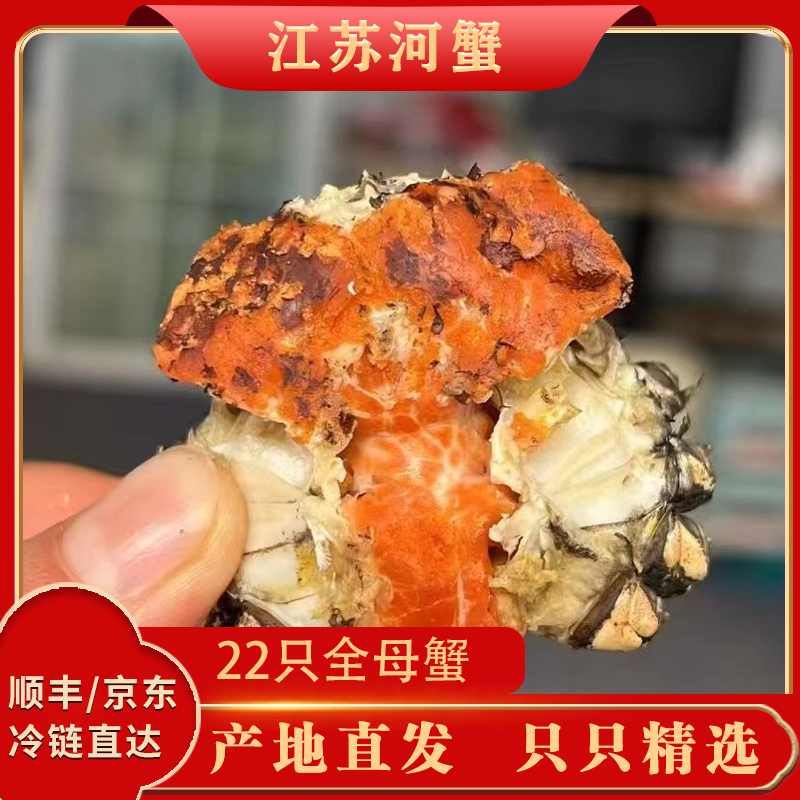 G【全母活蟹】22只全母蟹单只1.3-1.0两江苏河蟹顺丰冷链不绑绳