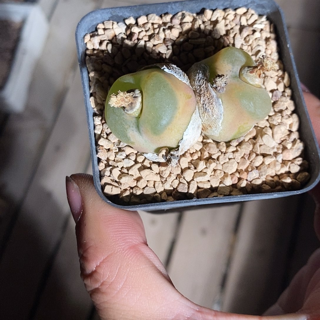 26328。  一盒带盆。 