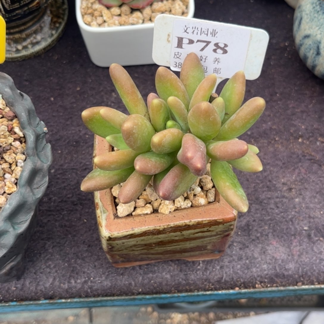 住****妞多肉植物1111111