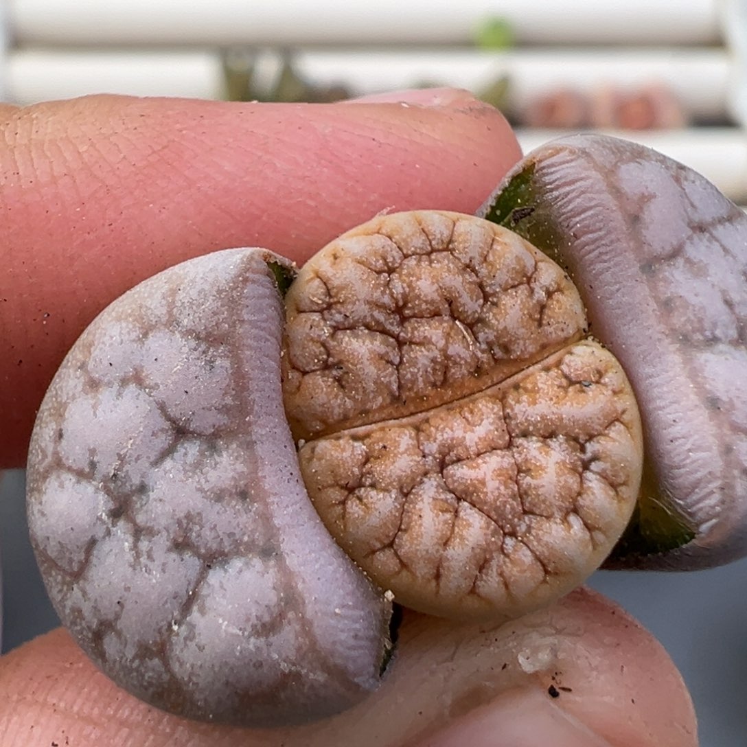 12.26好看的多肉脱土发货823