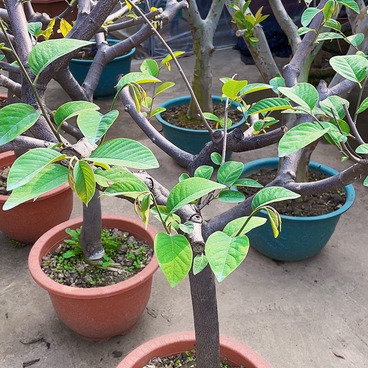 用***1完全开放果树88888