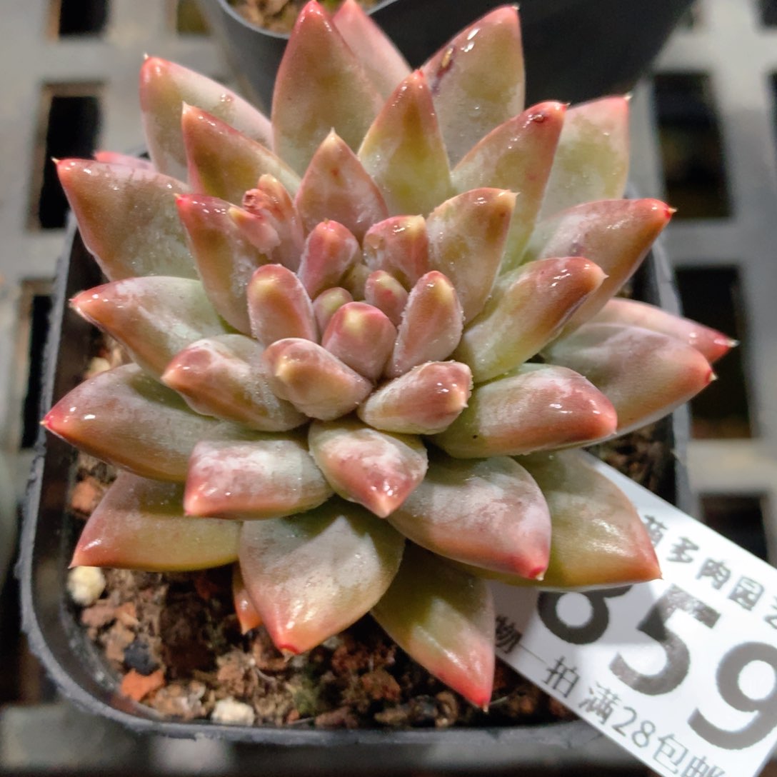 5CM拇指盆精控多肉ZE859