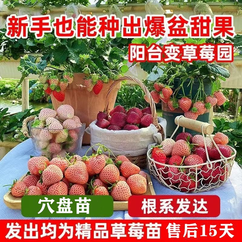 草莓苗奶油草莓苗白色草莓苗黑色草莓苗粉色草莓苗穴盘草莓苗