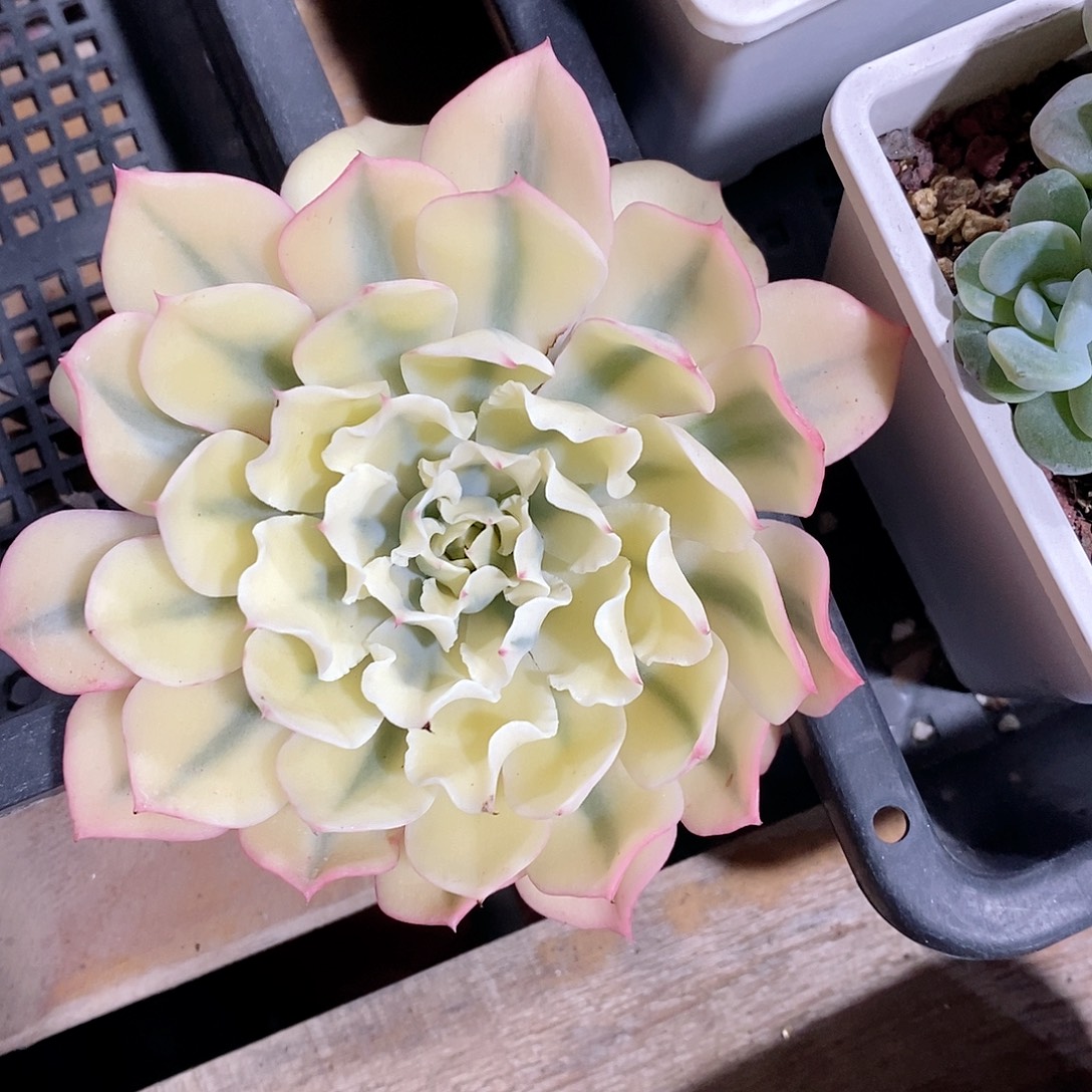 海啸锦多肉植物老桩