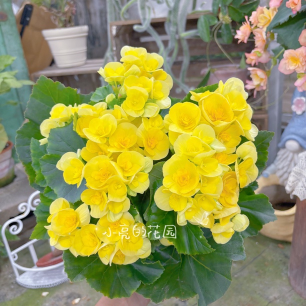 【亮丽黄】重瓣海棠室内好养易活