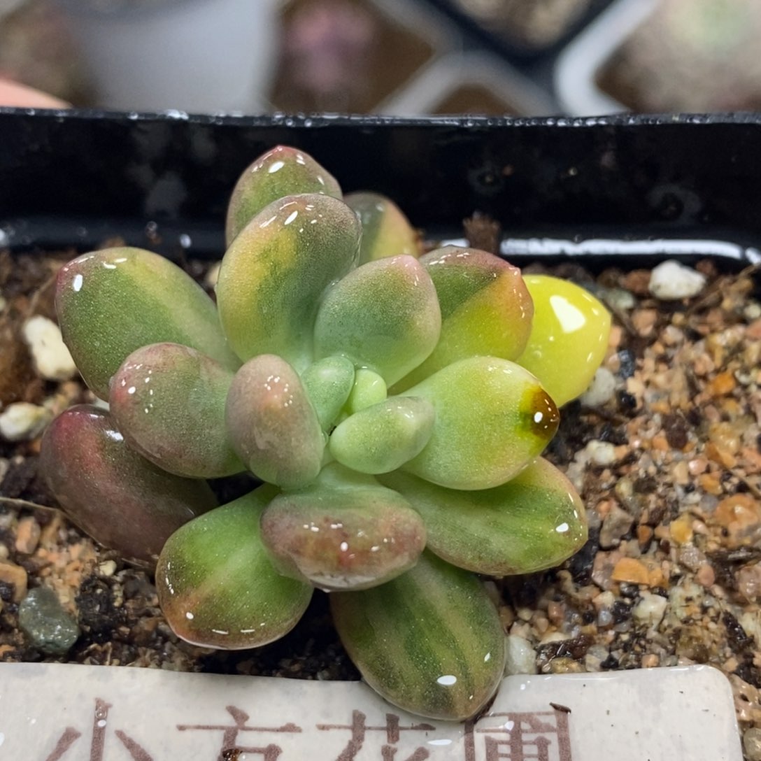 393灯美人锦单头带根