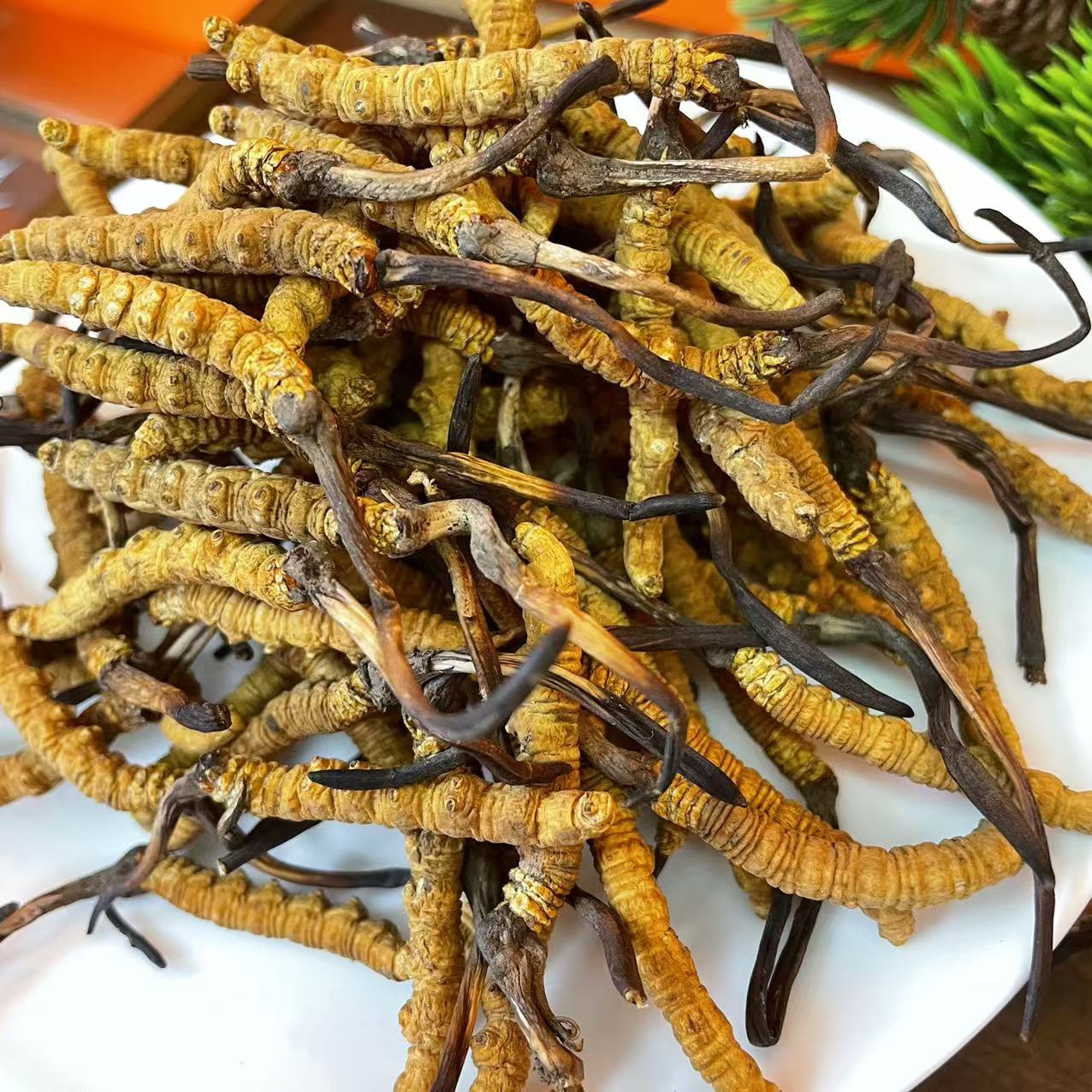 和泰隆  精品虫草 NO.1 10g-100g 