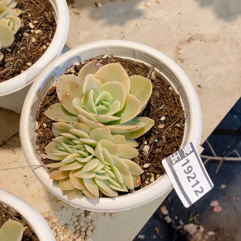 【闪购商品】唐*儿多肉星娜塔缀19212