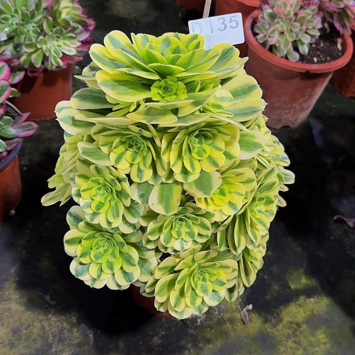 00000000000000000135今日翡翠