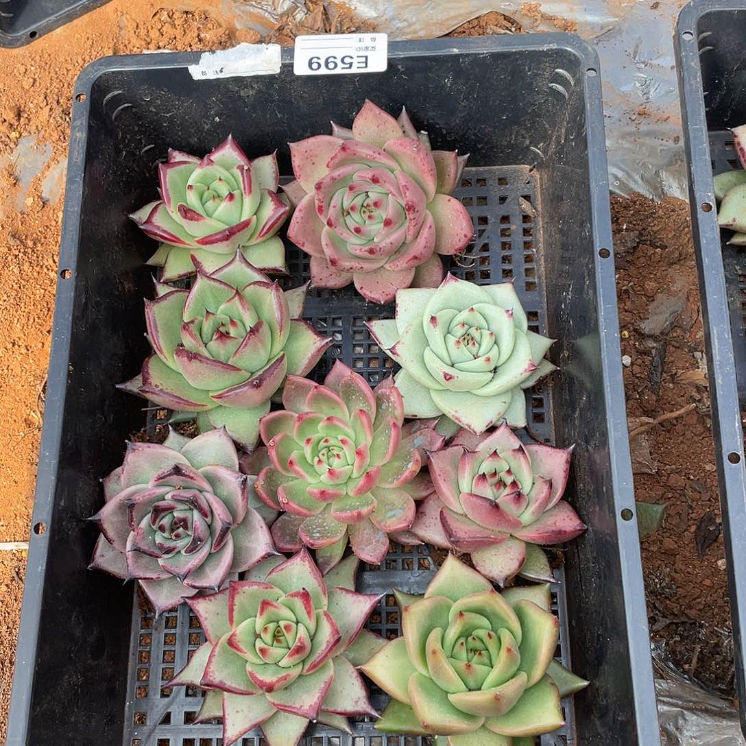 若如东云单拍E599