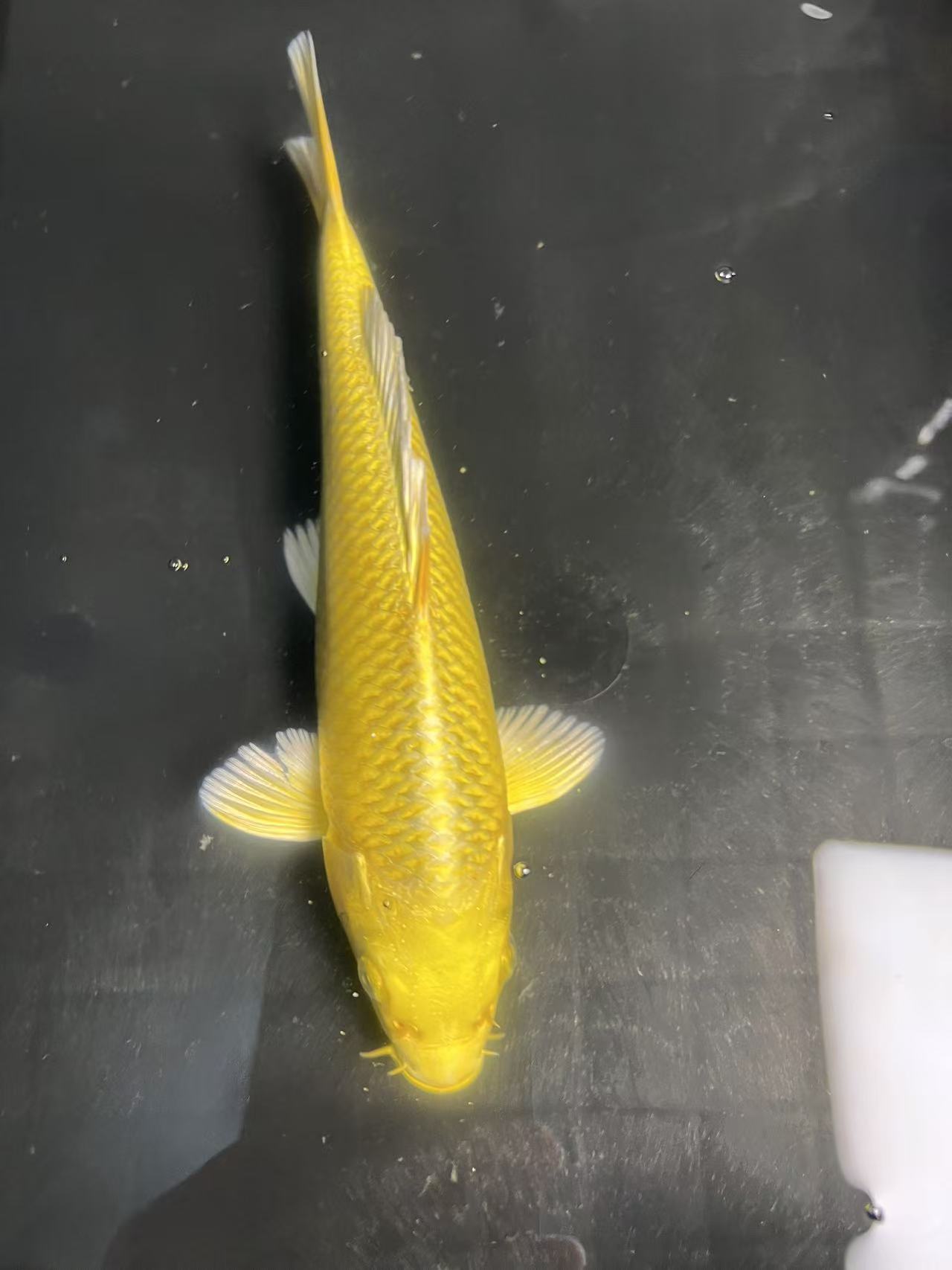 蝴蝶鲤15-17cm【包邮包损】