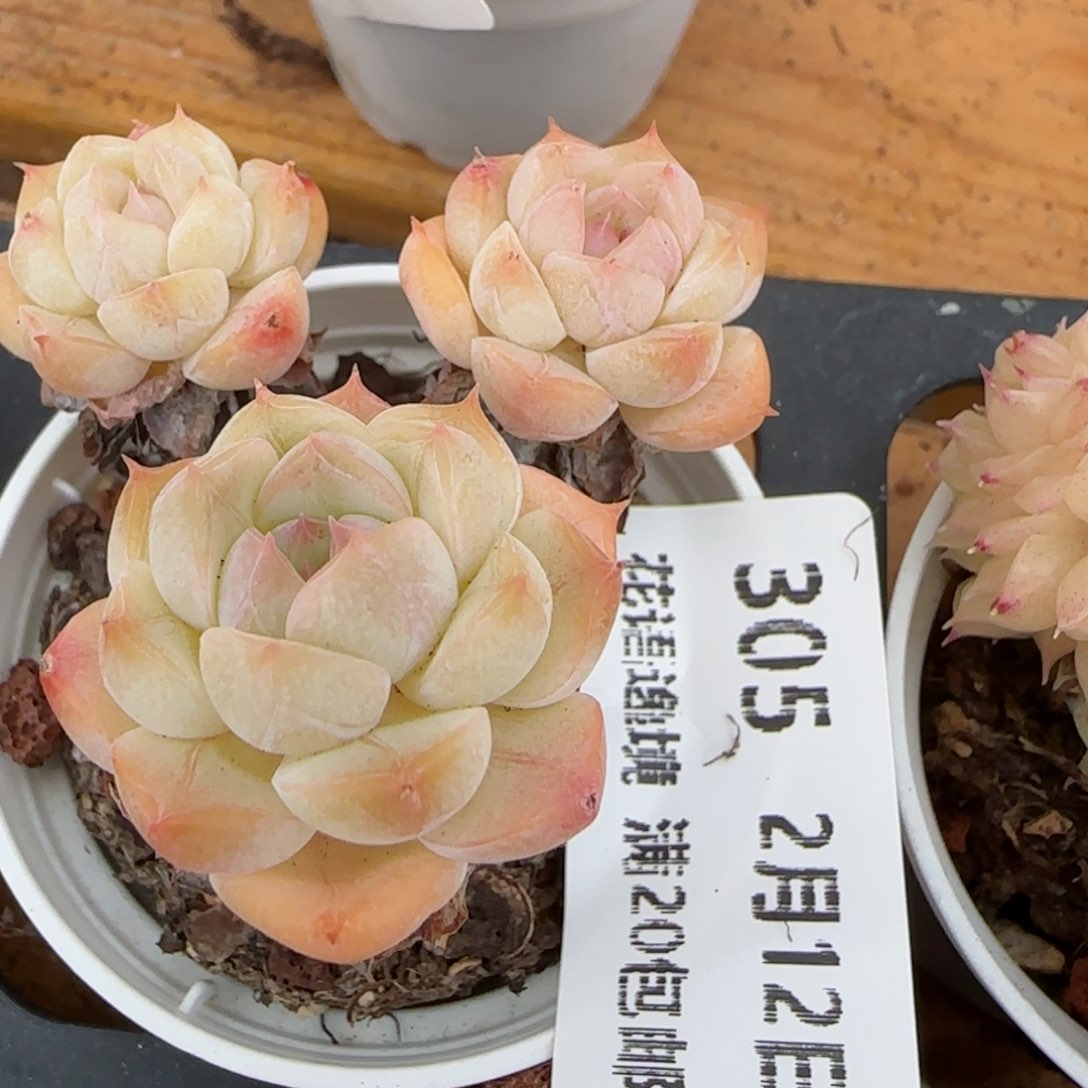 花语逸境0212-305