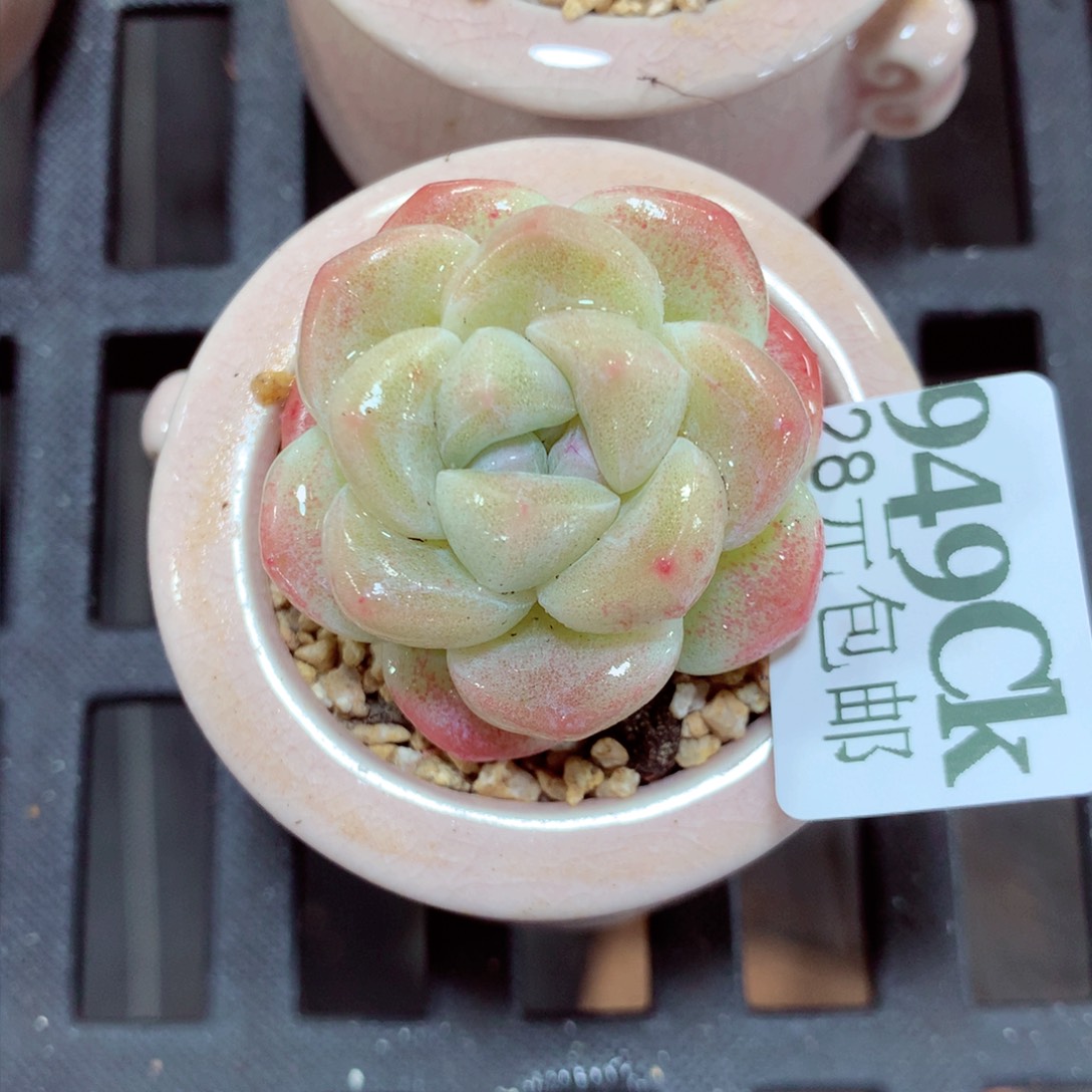 5厘米盆精控多肉949