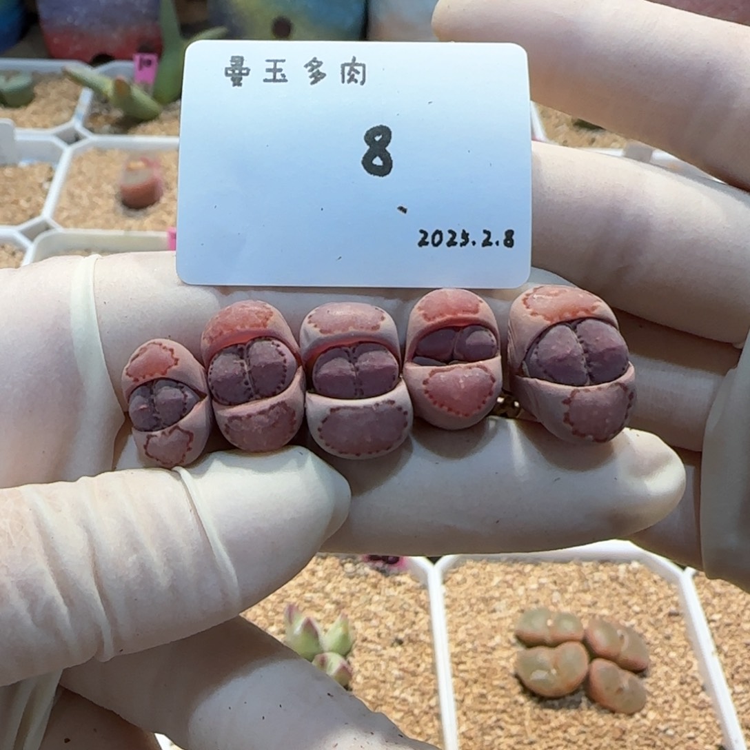 瑶**圆多肉多肉多肉2.8-008