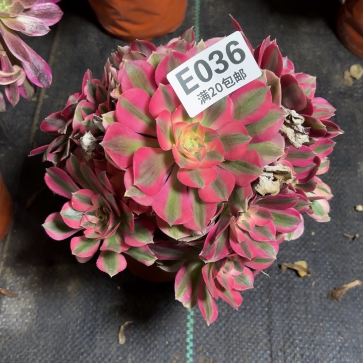 瑞妈一物一拍036