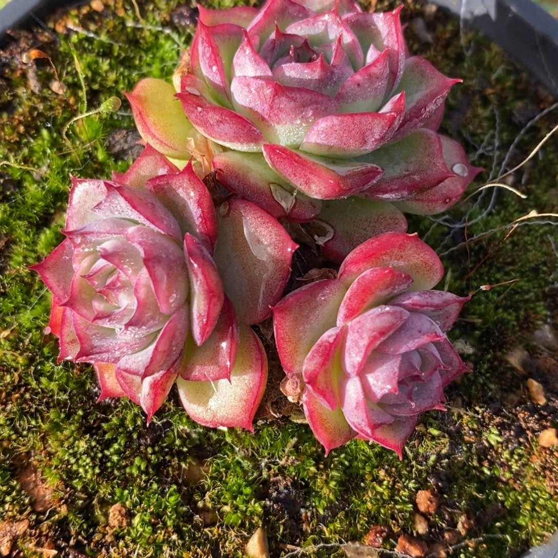 自助下单一物一拍，下滑更多品种可选择