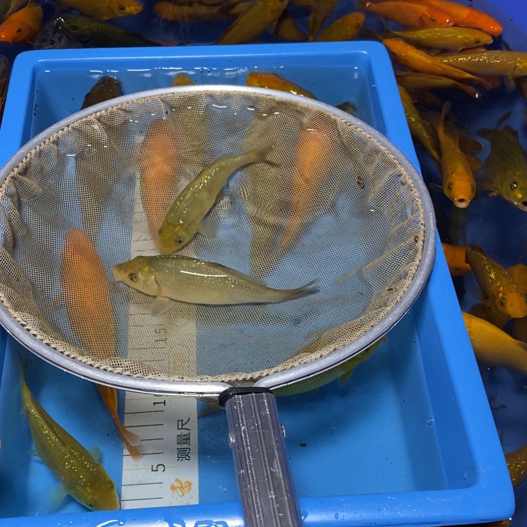 乐*爹长鸿养鲤场大日黄猿血统小当岁