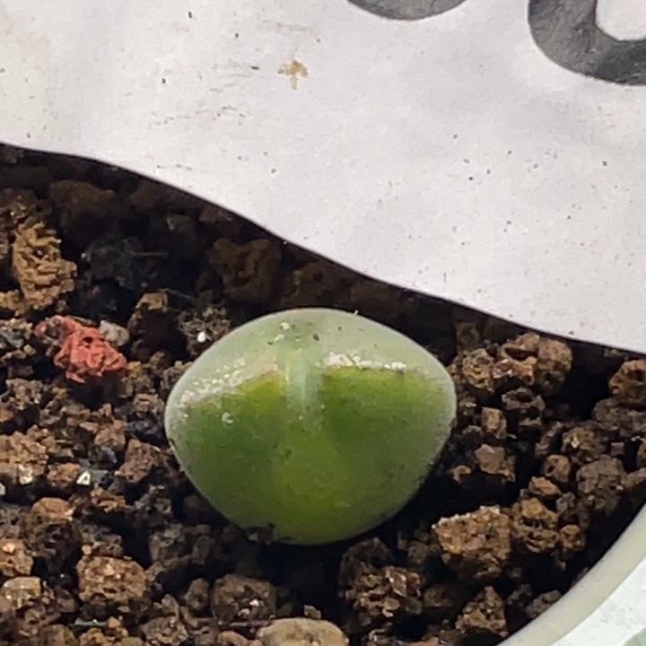 完全开放603空婵带盆