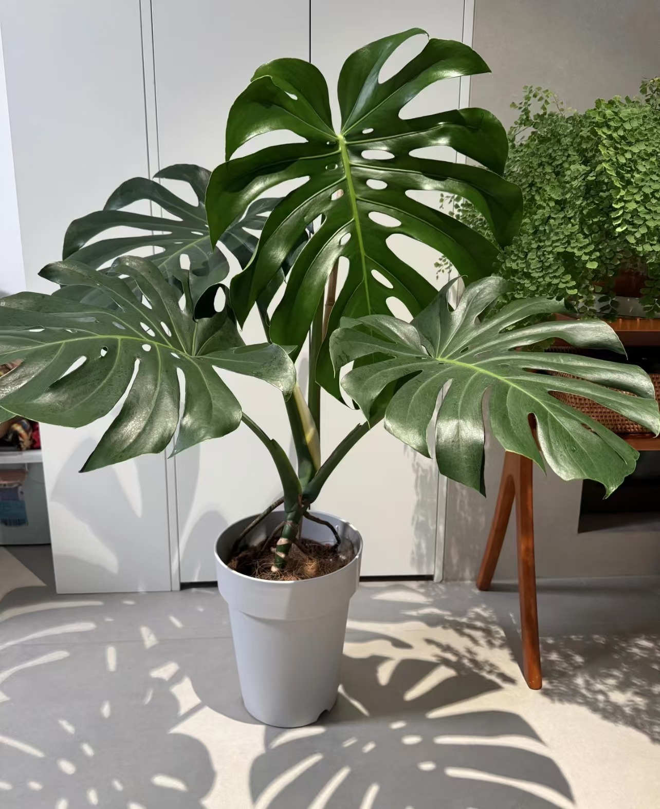 巨无霸海南龟背竹水培土培种植观叶水养龟背竹水培龟背竹好看大型