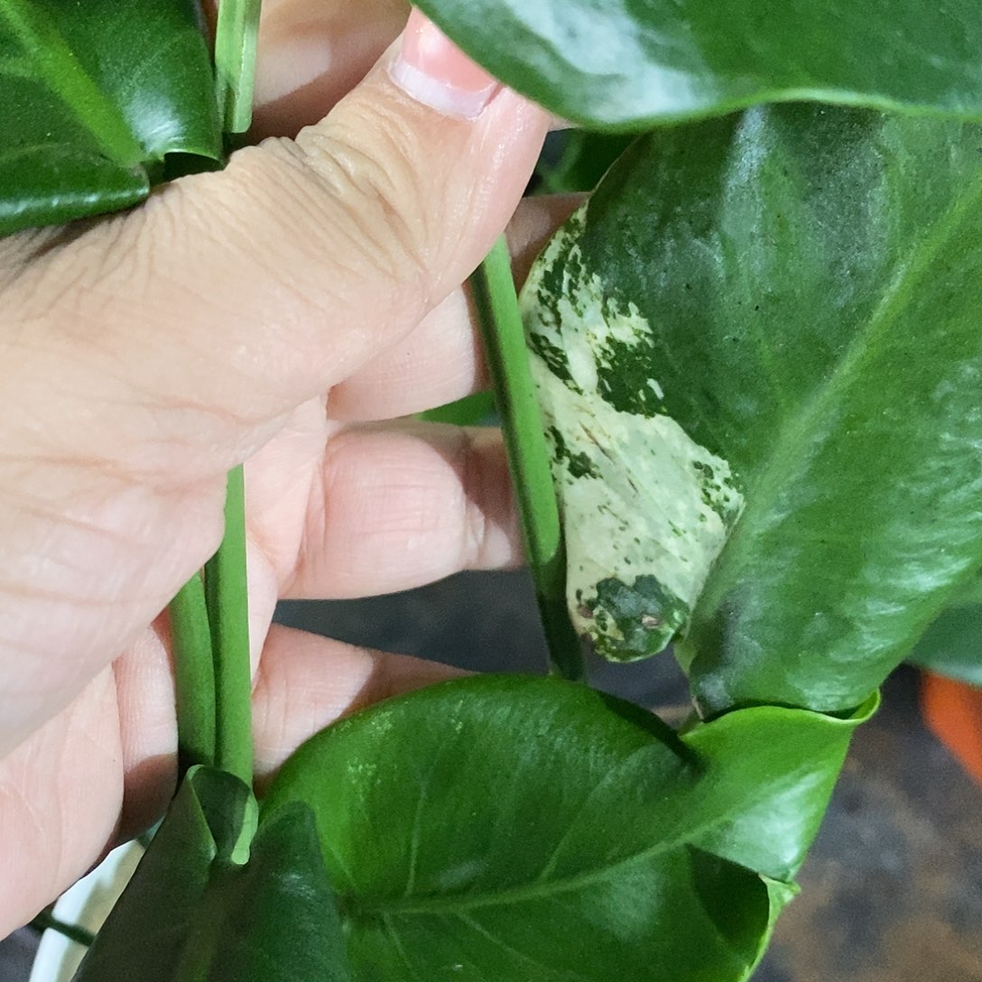 微***客完全开放种子苗龟背竹（不售后）