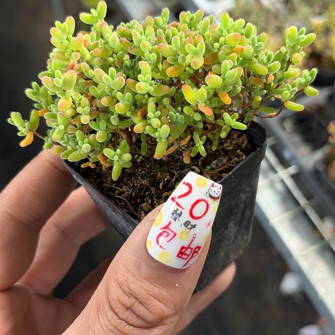 15枝干番杏带盆发货