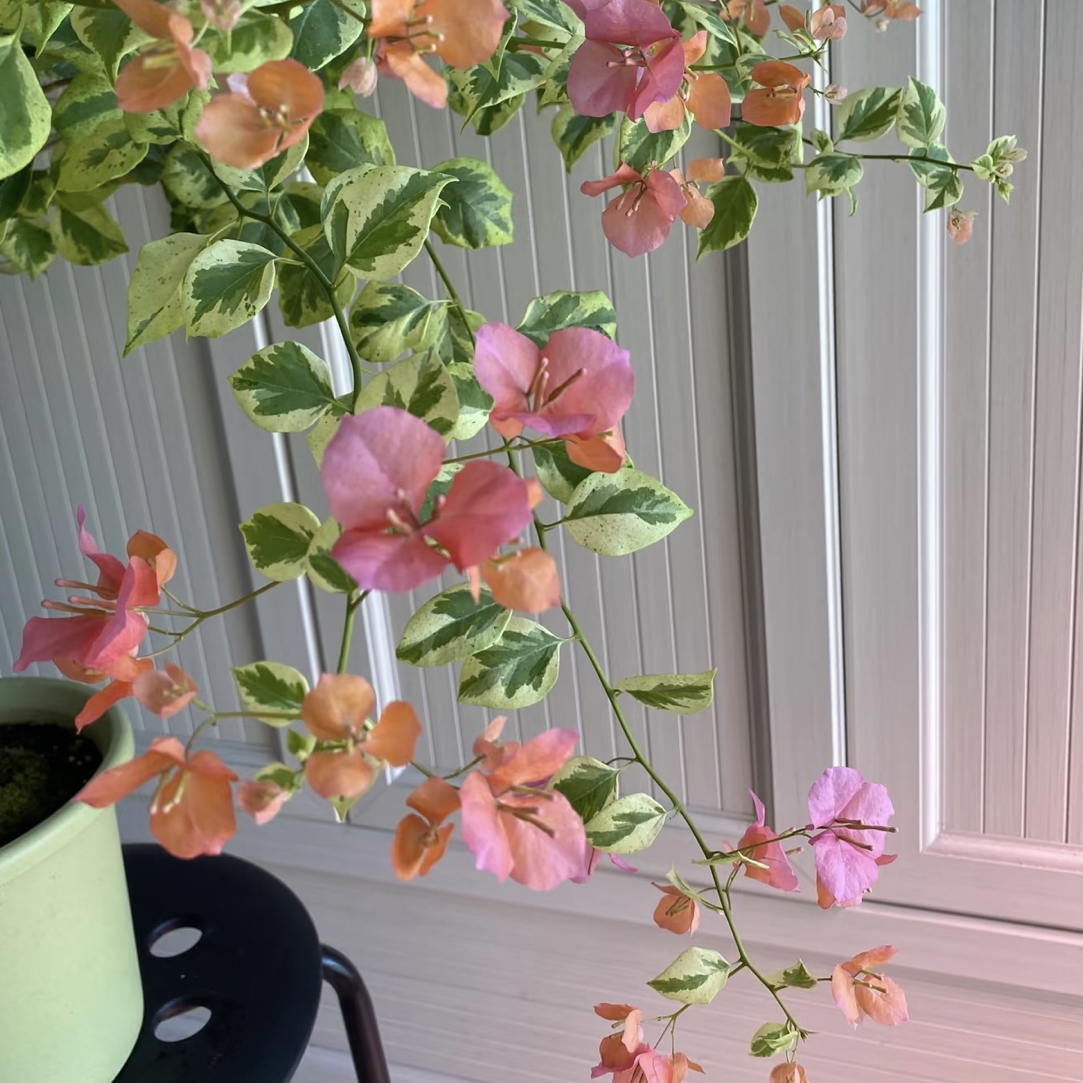 顾念三角梅斋戒狂欢原生石楠花扦插苗趣味花卉庭院阳台开花植物