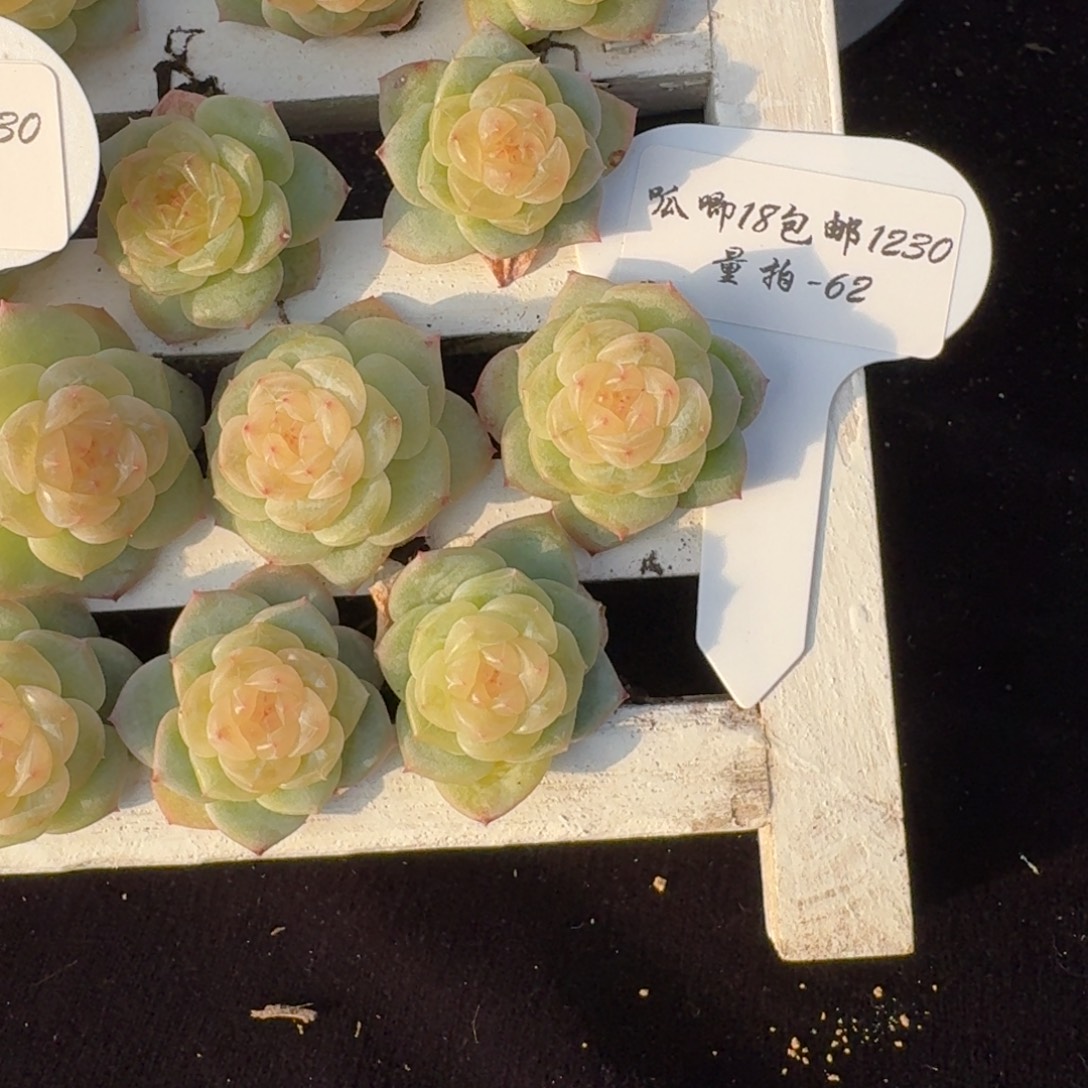 1230-062-老板一颗量拍