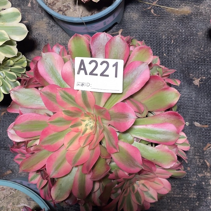 221香妃法师3-5花花