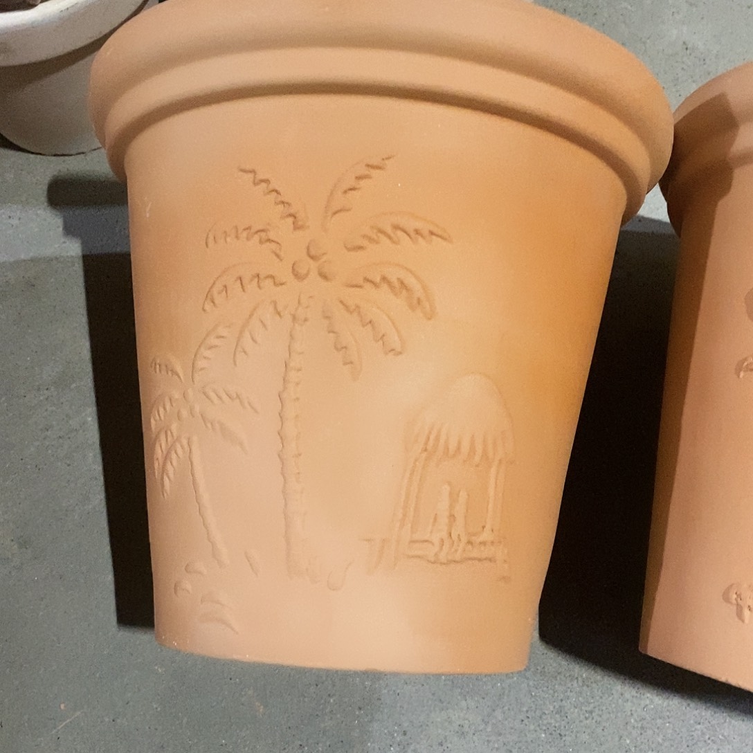 微瑕椰树20×19-1    