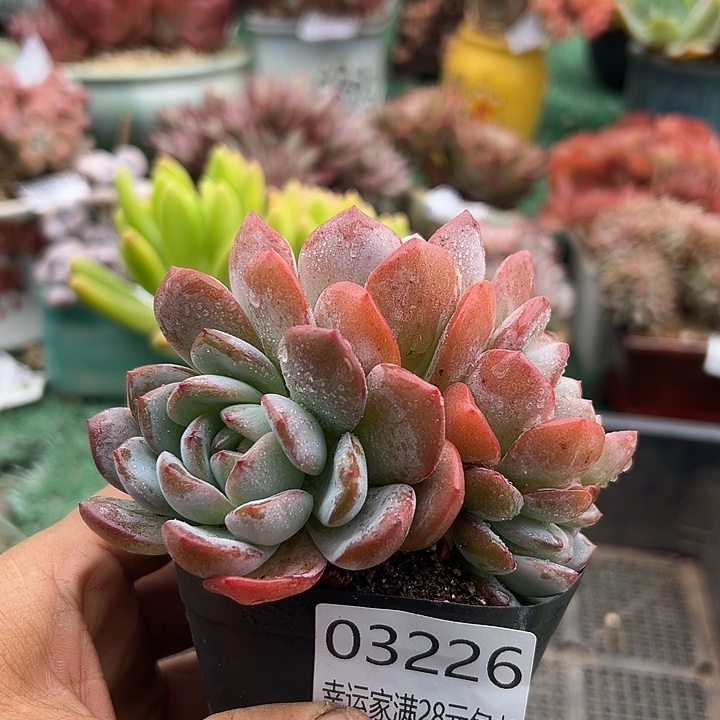 幸运的人会有好运的时候