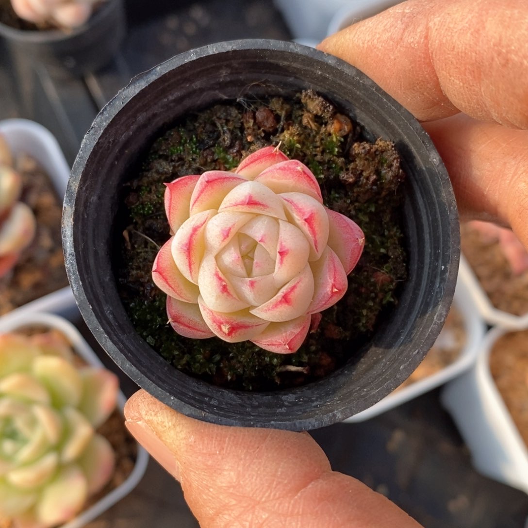 精品多肉一物一拍不包整805