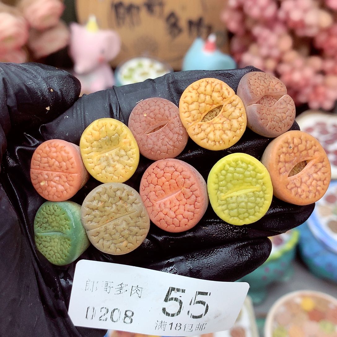 生石花满18包邮8-55