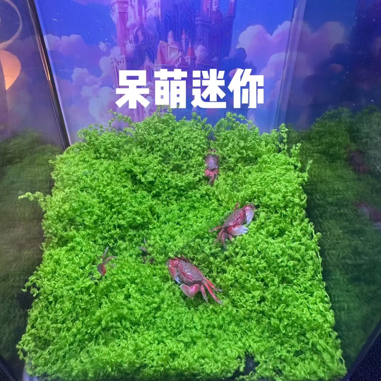 谭氏彩蟹迷你辣椒蟹鱼缸除藻清理鱼便冷水淡水蟹观赏宠物蟹好养活