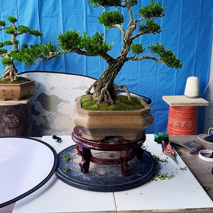 黄杨盆景一物一拍